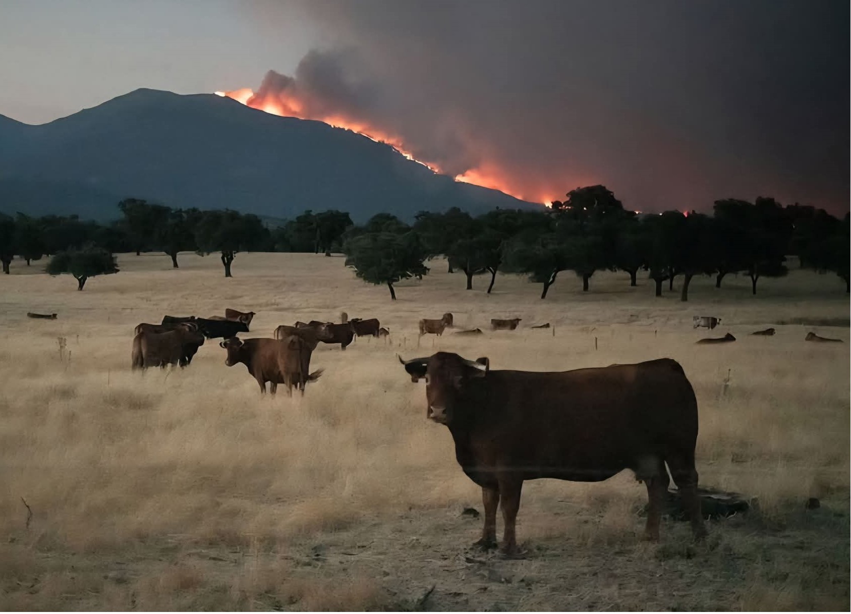 INCENDIO - VACAS.jpg INCENDIO - VACAS.jpg